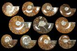 Lot: - Whole Polished Ammonite Fossils - Pieces #130189-2